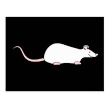 Rata blanca del mascota del albino tarjeta postal