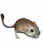 Rata de canguro esculturas fotograficas