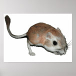Rata de canguro impresiones