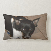 Rata Terrier Cojines