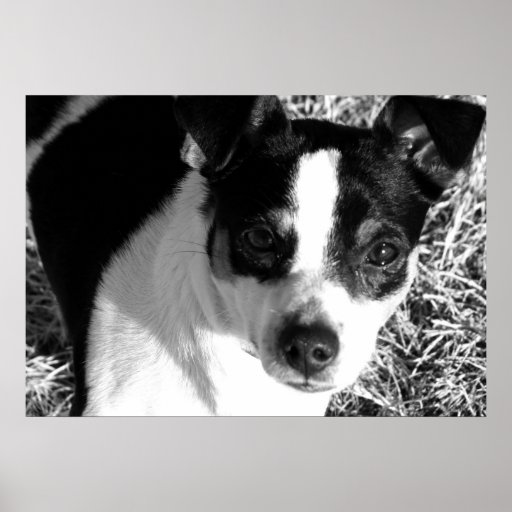 Rata Terrier Impresiones