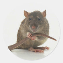 ¡Ratas!!! Pegatinas