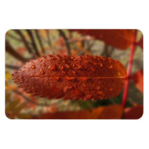 Rayo de sol en la ceniza de montaña imanes rectangulares