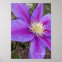 Rayos de la violeta impresiones