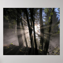Rayos de Sun de la selva tropical Poster
