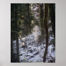 Rayos de Sun del bosque en la nieve #24 Impresiones