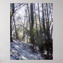 Rayos de Sun del bosque en la nieve #31 Poster