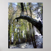 Rayos de Sun del bosque en la nieve #42 Impresiones