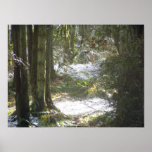 Rayos de Sun del bosque en la nieve #48 Poster