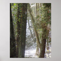 Rayos de Sun del bosque en la nieve #6 Poster