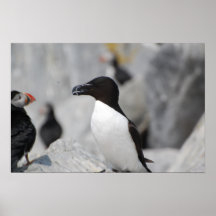 Razorbill Posters