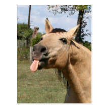 razzberry postal