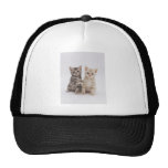 Recepción de los gatos gorros  