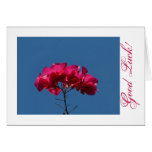 Recepción del Bougainvillea de BOUW Tarjetón