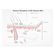 Receptores sensoriales en el diagrama humano de la anuncio