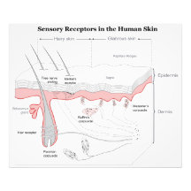 Receptores sensoriales en el diagrama humano de la impresión fotográfica
