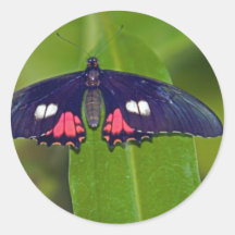 Reclinación de la mariposa pegatinas  