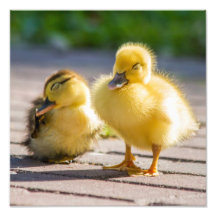 Reclinación de los patos del bebé fotografía  