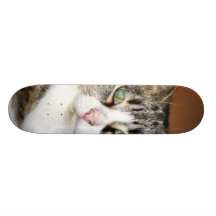 Reclinación del gato tabla de skate
