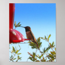 reclinación del pájaro del tarareo posters