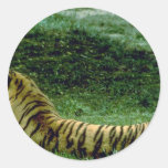 Reclinación integral del tigre, perfil etiquetas  