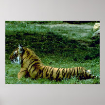 Reclinación integral del tigre, perfil posters
