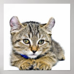 Reclinación linda del gatito del lince de la monta poster