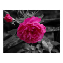Red rose postkarten