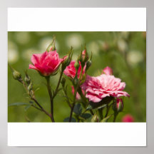 red roses plakat