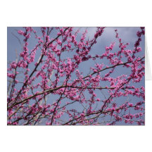 Redbuds Tarjetón