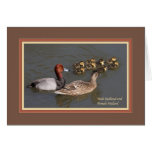 redhead_and_mallard_4083 felicitacion 