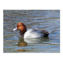 Redhead Drake Postal