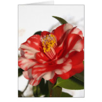 redwhitecam tarjetas