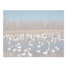 Referencia de la fauna de Bosque Del Apache Nation Comunicados Personales