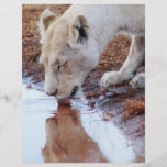 Reflexión africana de los leones flyer a todo color