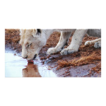 Reflexión africana de los leones tarjeta personal con foto