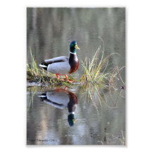reflexiones del pato del pato silvestre 5X7 Impresiones Fotográficas