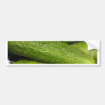 refresqúese como pepino de A Pegatina De Parachoque
