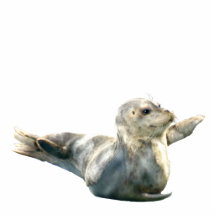 Regalo esculpido fauna linda del sello de puerto escultura fotográfica