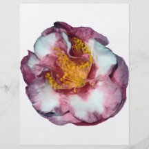 Regalo rosado de la camelia tarjetones