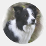 Regalos del arte del border collie pegatina