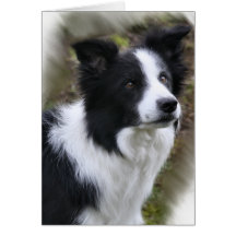 Regalos del arte del border collie tarjeton