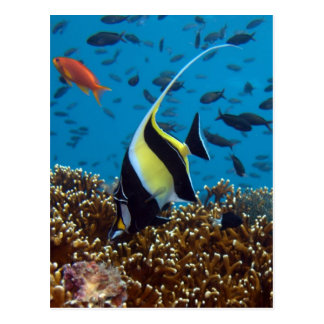 Regalos tropicales de la impresión de los pescados postales