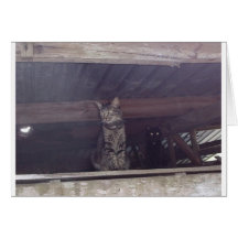 Regla de los gatos del granero tarjetón