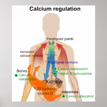 Regulación del calcio en la carta del cuerpo human posters