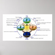 Reloj biológico humano del sueño del ritmo circadi poster