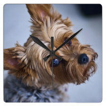Reloj de Yorkie