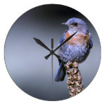 Reloj occidental del Bluebird