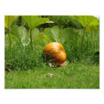 Remiendo 11 x de la calabaza impresión fotográfica