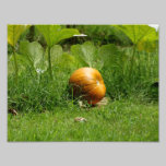 Remiendo 11 x de la calabaza impresión fotográfica fotografía